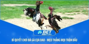 Bí quyết chơi đá gà cựa dao – Mẹo thắng mọi trận đấu