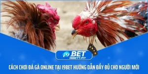 Cách chơi đá gà online tại i9BET Hướng dẫn đầy đủ cho người mới