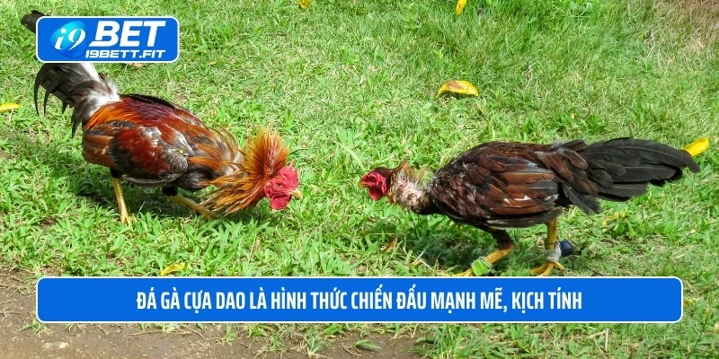 Đá gà cựa dao là hình thức chiến đấu mạnh mẽ, kịch tính